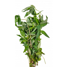 ⚡เติมสต็อค⚡ผักแพว 라우망(팍패우)