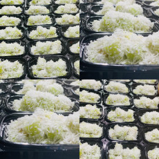 ข้าวต้มหัวหงอก ตราขนมไทยบ้านแม่❤️❤️รอบส่งวันพฤหัสบดี❤️❤️카놈후아응억-디저트