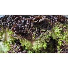 ผักกาดหอม 500กรัม 상추500g