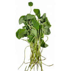 ❤️NEW❤️ ใบบัวบก 고뚜꼴러 1개