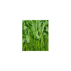 ผักบุ้ง/กำ 박붕(공심채) 1pc